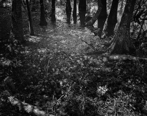 SamHoustonJ cypress tupelo swamp1_bw_d_DMa.jpg